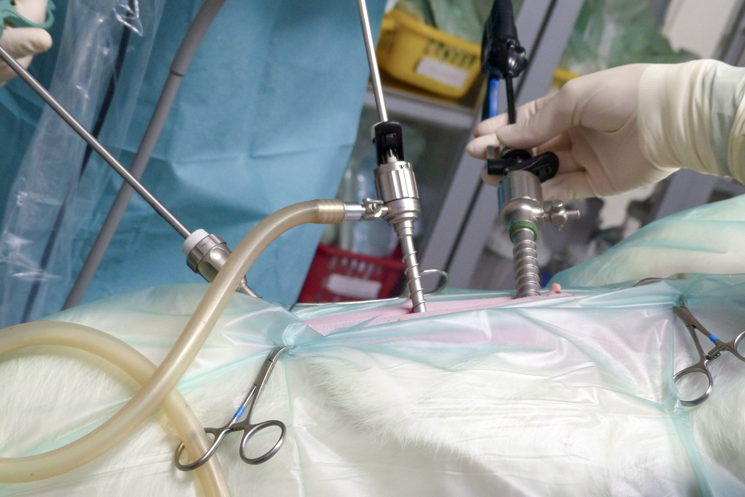 Minimalinvasive Kastration mit endoskopischer Technik bei einem Tier.