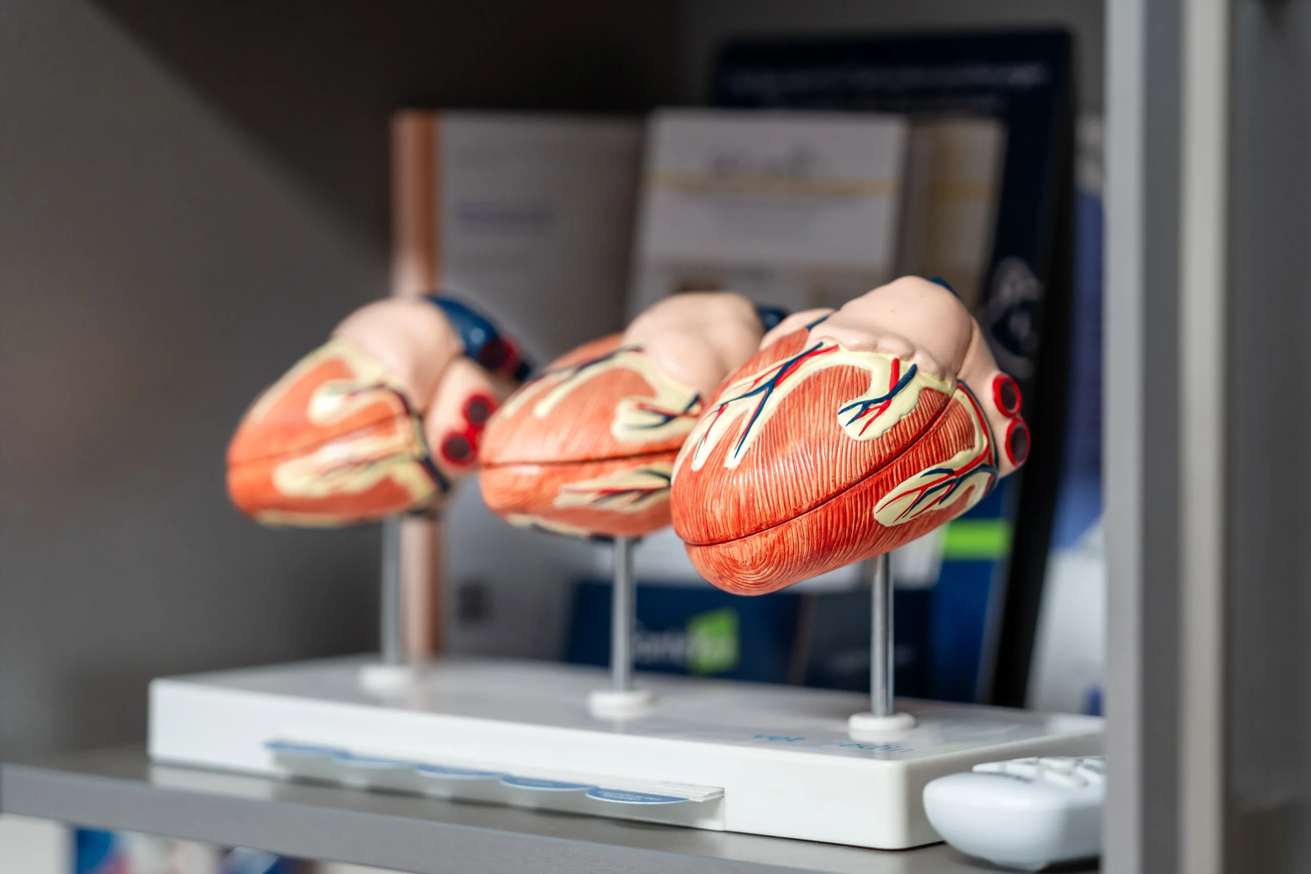 Anatomische Herzmodelle als Anschauungsmaterial in der tierärztlichen Kardiologie.